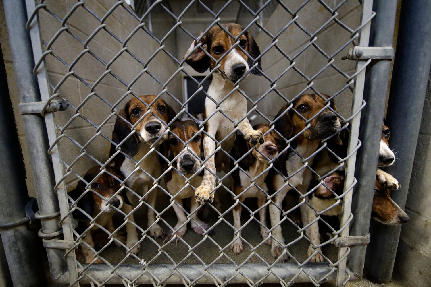Aδιανόητη βαρβαρότητα: Το πανεπιστήμιο της Βαρκελώνης θα εκτελέσει 38 σκυλιά – πειραματόζωα