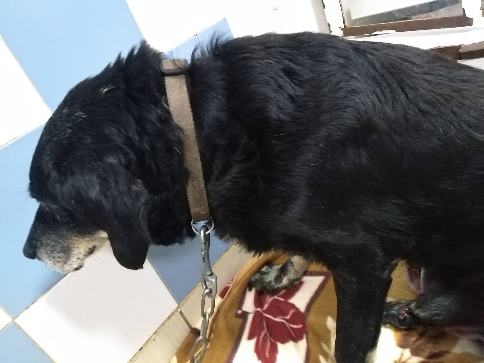Κτηνωδία στα Χανιά: Έσερνε με το αυτοκίνητο τον ηλικιωμένο σκύλο του δεμένο στον προφυλακτήρα
