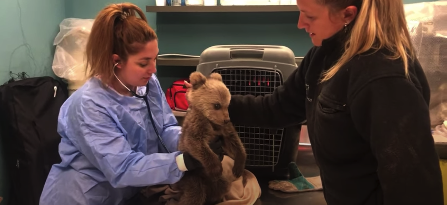 «Θωμάς ο Survivor»: Το ορφανό αρκουδάκι που κατάφερε να επιβιώσει χωρίς την μαμά του (Video)