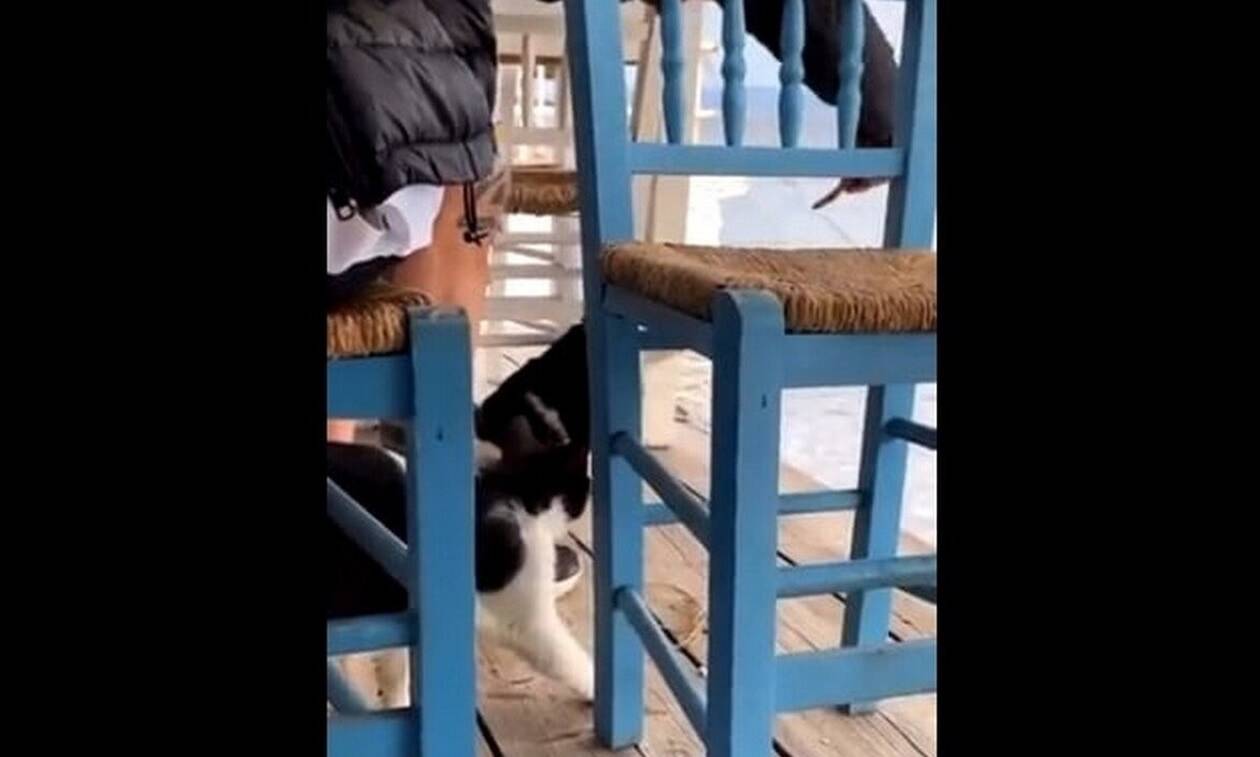 Εικόνες ντροπής: Δελέασε γάτα με φαγητό και την κλώτσησε στη θάλασσα – Σοκαριστικό βίντεο