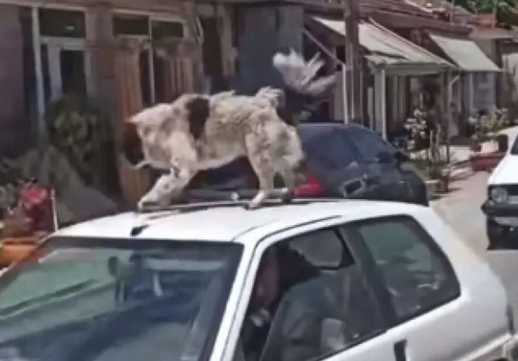Νέα υπόθεση κακοποίησης ζώου: Έβαλε σκυλί στην οροφή εν κινήσει αυτοκινήτου
