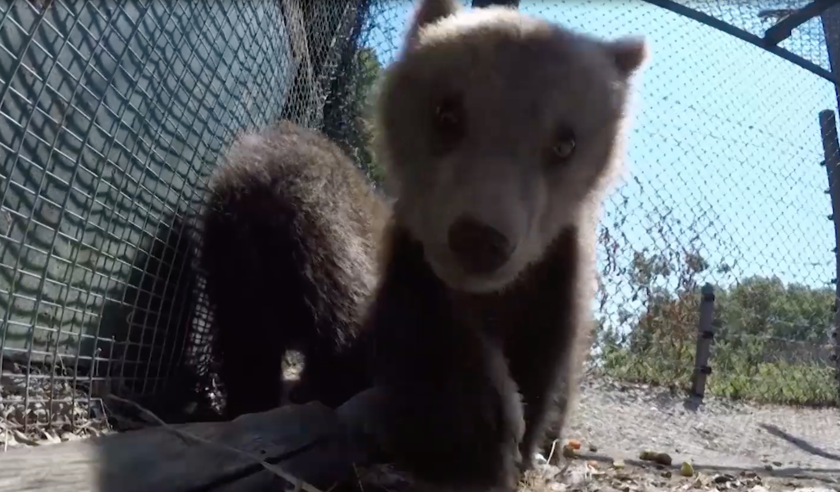 Τρία ορφανά αρκουδάκια και ένα λυκάκι επέστρεψαν στο σπίτι τους, τη φύση (Video)