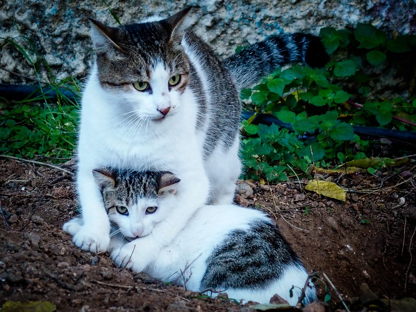Αδιανόητη κτηνωδία στη Θεσσαλονίκη: Τεμάχισαν αδέσποτα γατάκια