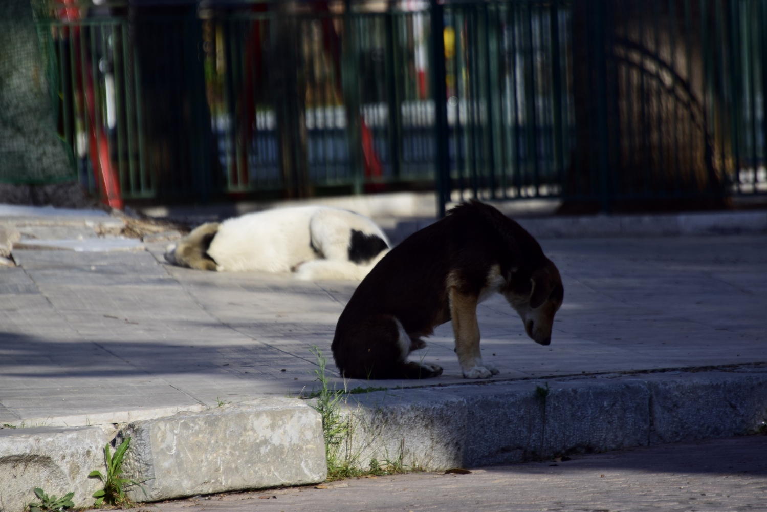 Κτηνωδία στην Κρήτη: Κρέμασαν σκυλάκι από δέντρο