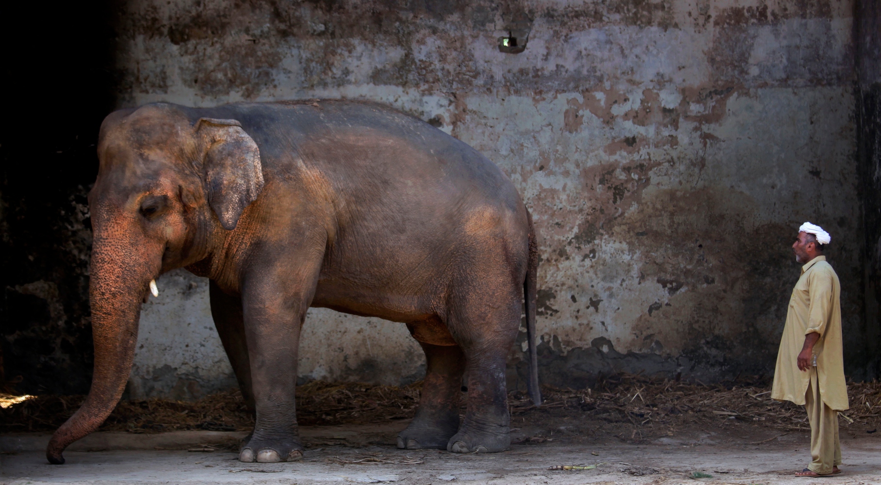 Κάαβαν: Ο ελέφαντας που φυλακίστηκε για 35 χρόνια επειδή ήταν δώρο σε κόρη προέδρου