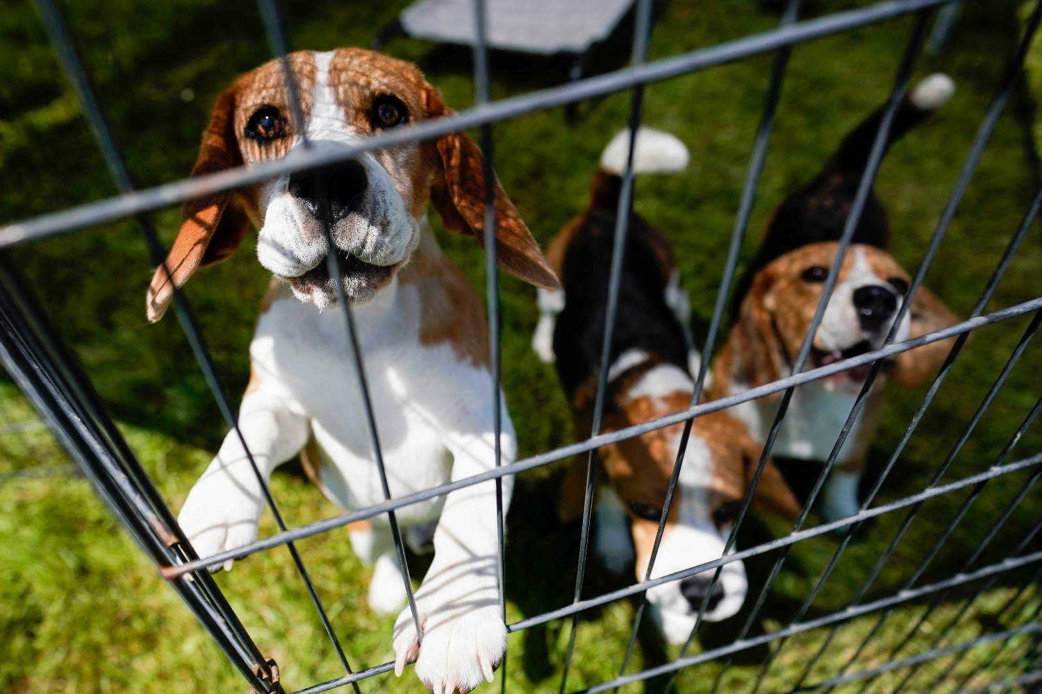 Beagle: Τα σκυλάκια που πληρώνουν την καλοσύνη τους