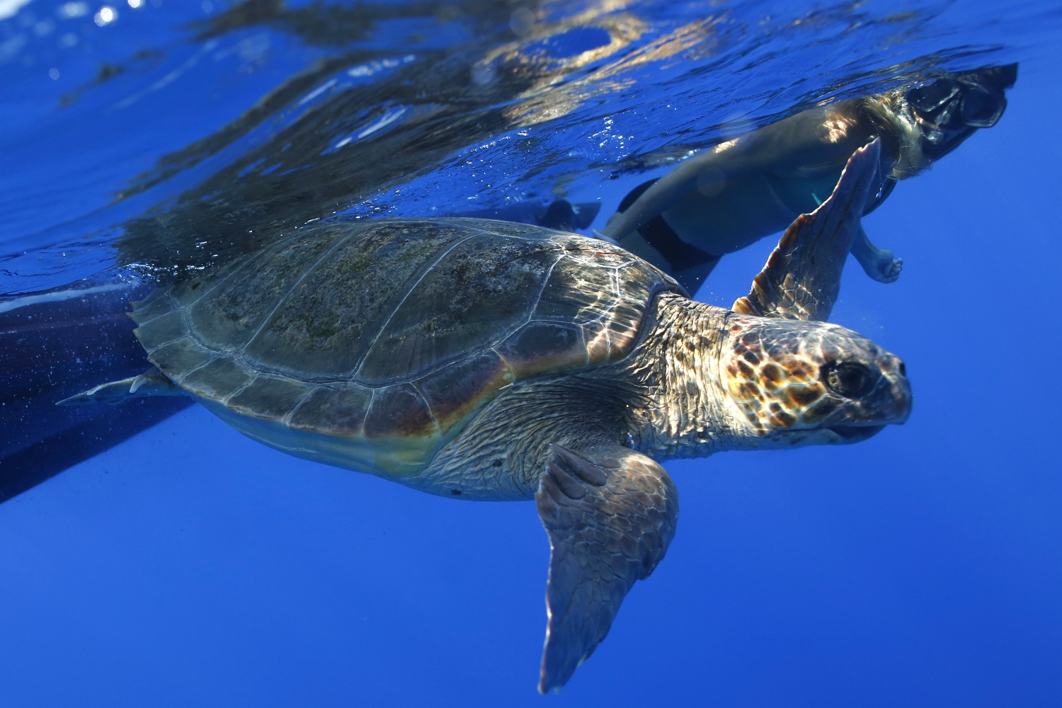 Ο Μάριος, η θαλάσσια χελώνα της Νάξου δεν αρκεί για να σωθεί η θάλασσα
