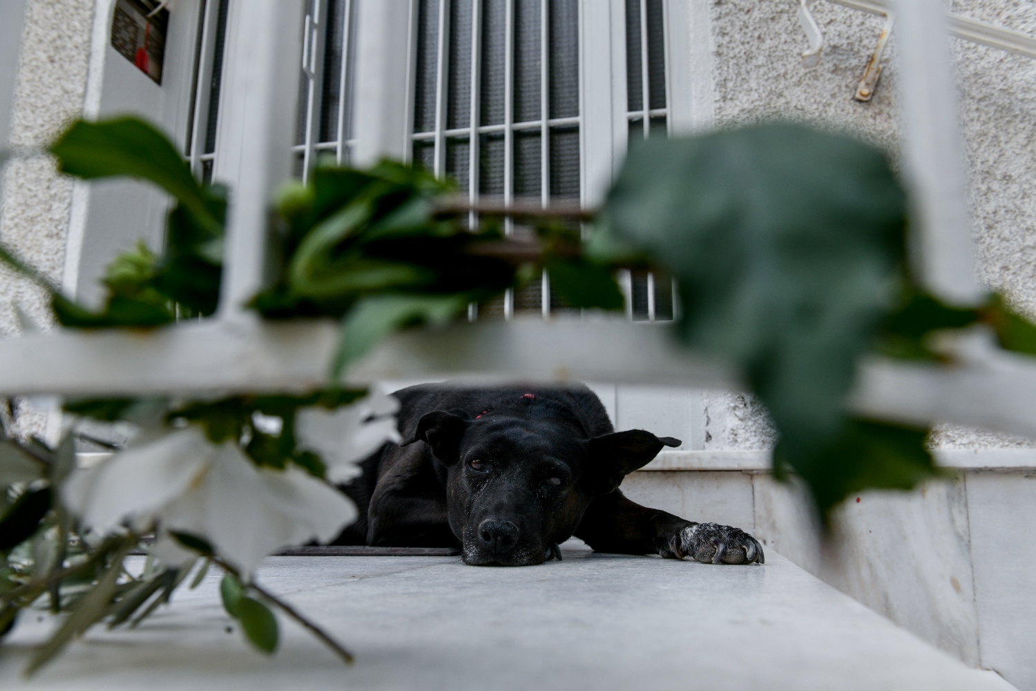 Κτηνωδία στον Βόλο: Νεκρό, δεμένο κυνηγόσκυλο επί 10 μέρες στο σπιτάκι του