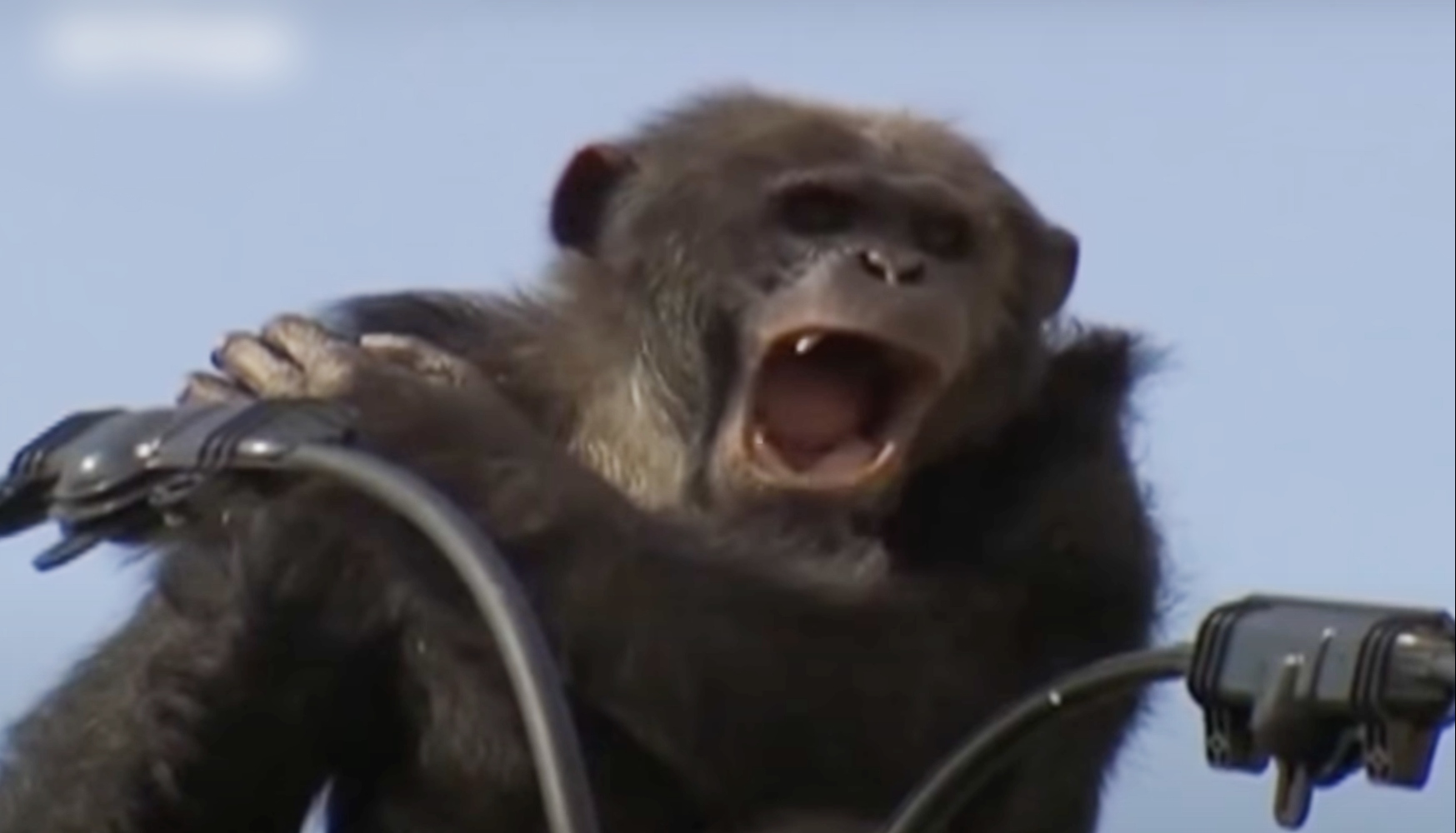 Η θανάτωση δεν είναι η μόνη λύση: Οι Ιάπωνες έσωσαν τον χιμπατζή Τσάτσα όταν δραπέτευσε (Video)
