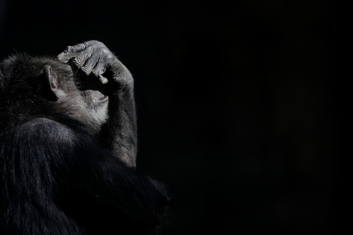 Αττικό Ζωολογικό Πάρκο: Σκότωσαν χιμπατζή που διέφυγε από το κλουβί του – Σφοδρές αντιδράσεις