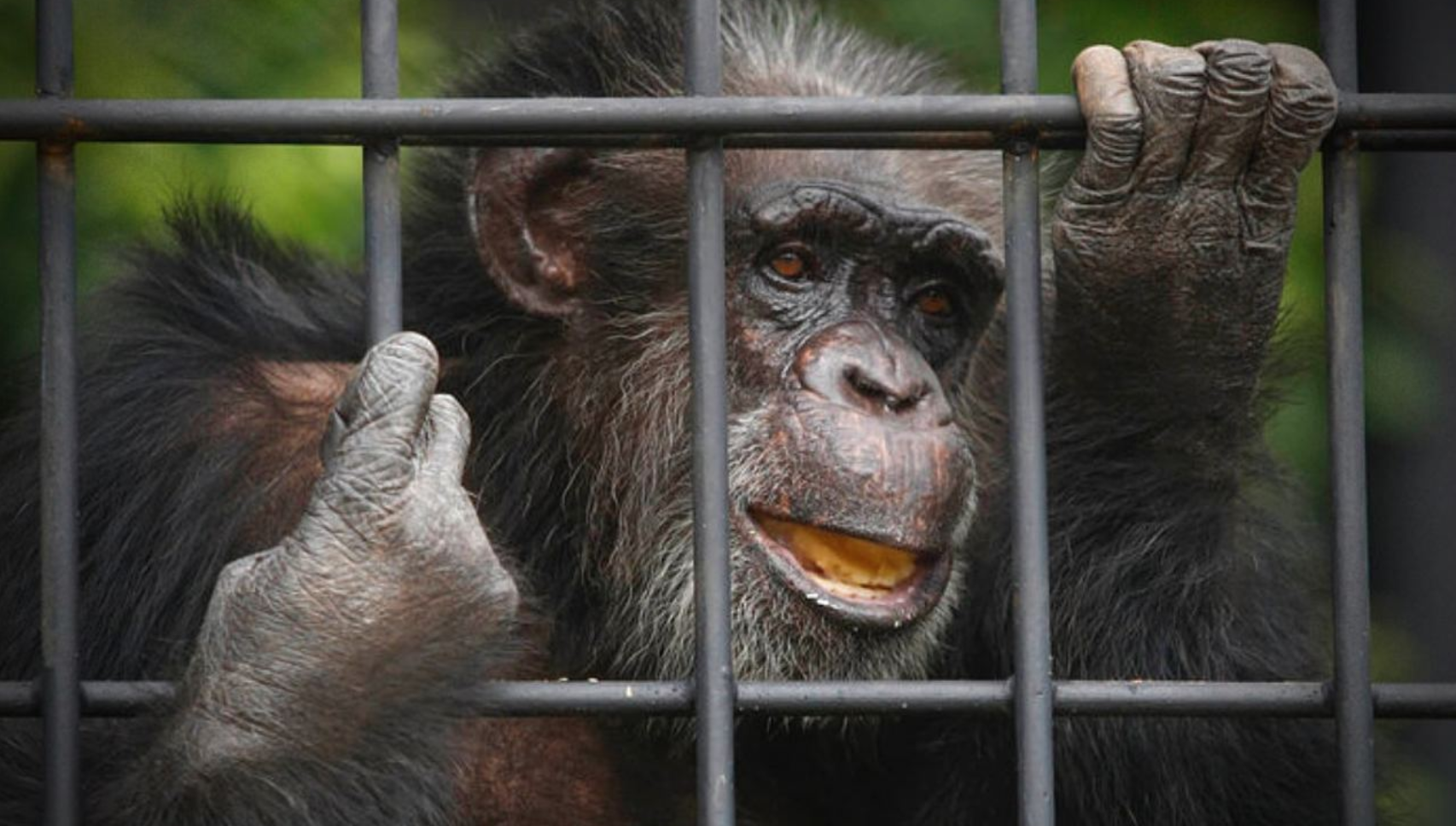 Τα ζώα ανήκουν στη φύση: Συγκέντρωση διαμαρτυρίας για τη θανάτωση του χιμπατζή