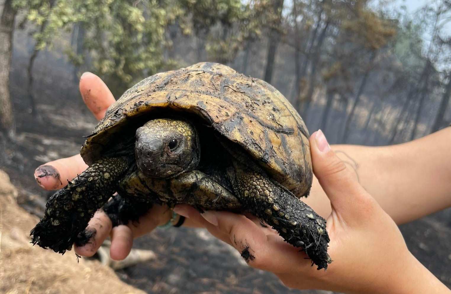 Συγκλονίζουν οι εικόνες από τη Δαδιά: Βρέθηκαν νεκρά και πυρόπληκτα ζώα – «Μπορεί να χαθούν προστατευόμενα είδη»