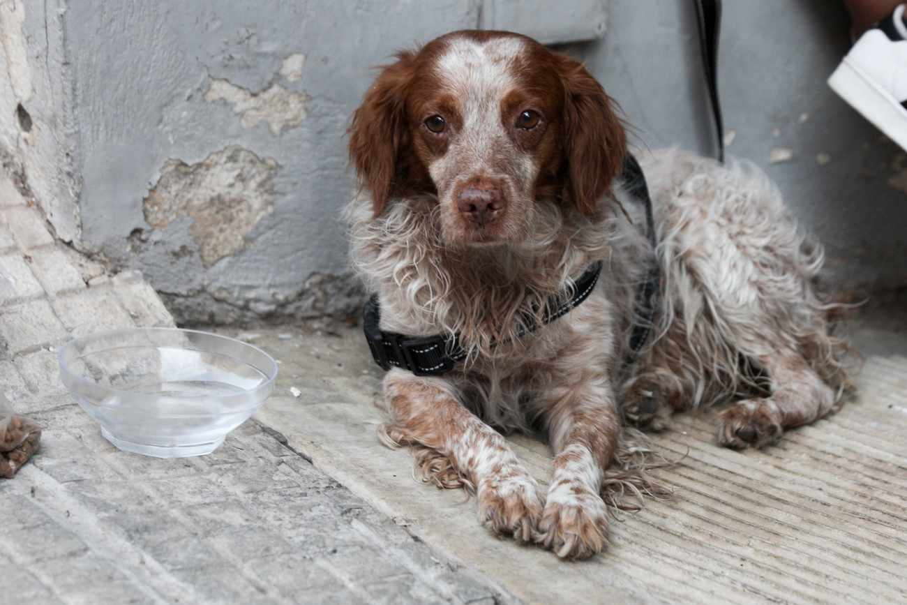 Σέρρες: Εκτέλεσαν αδέσποτο σκύλο με καραμπίνα