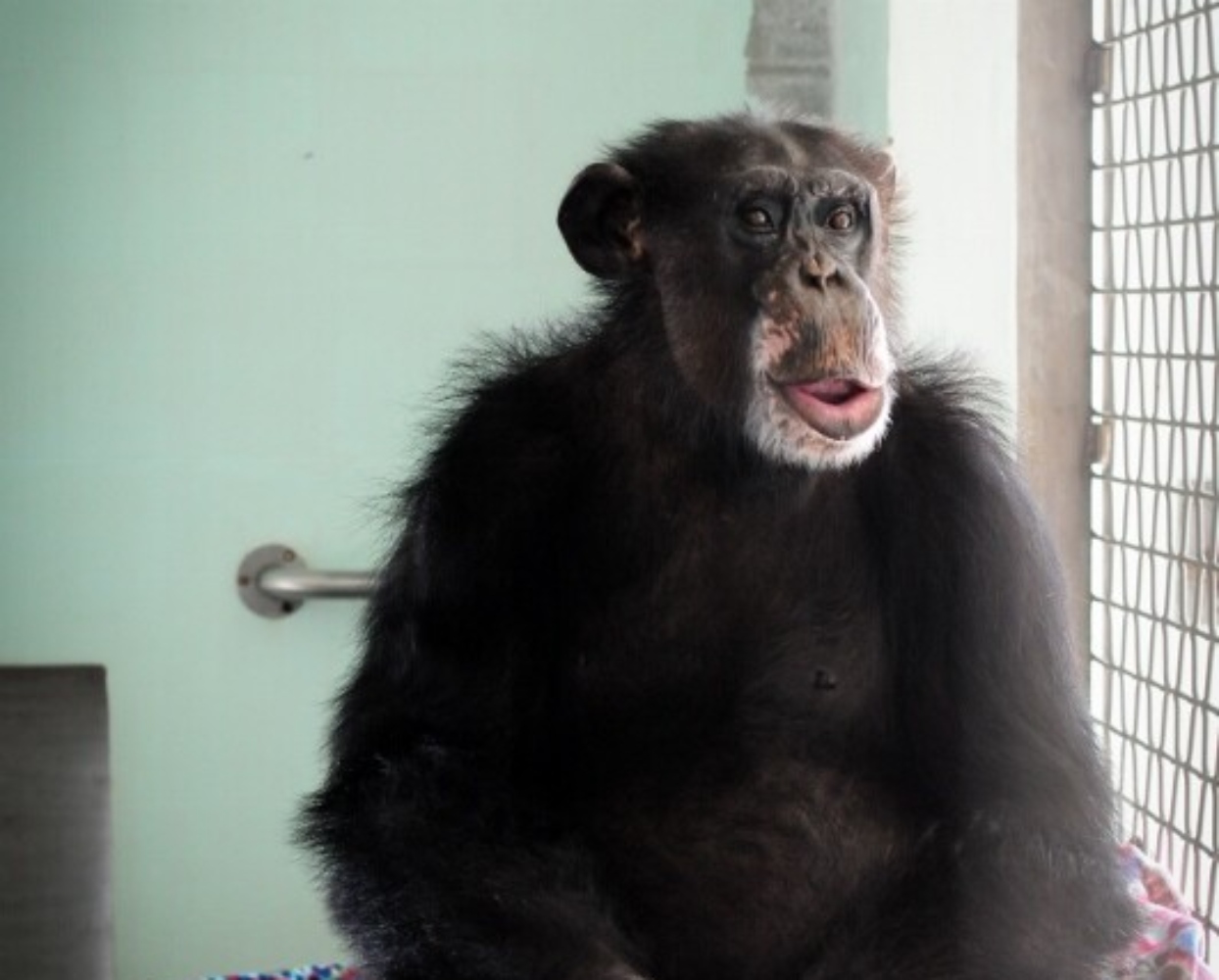 Ρον: Ο χιμπατζής που πέρασε τα πρώτα χρόνια του ως πειραματόζωο του αμερικανικού στρατού