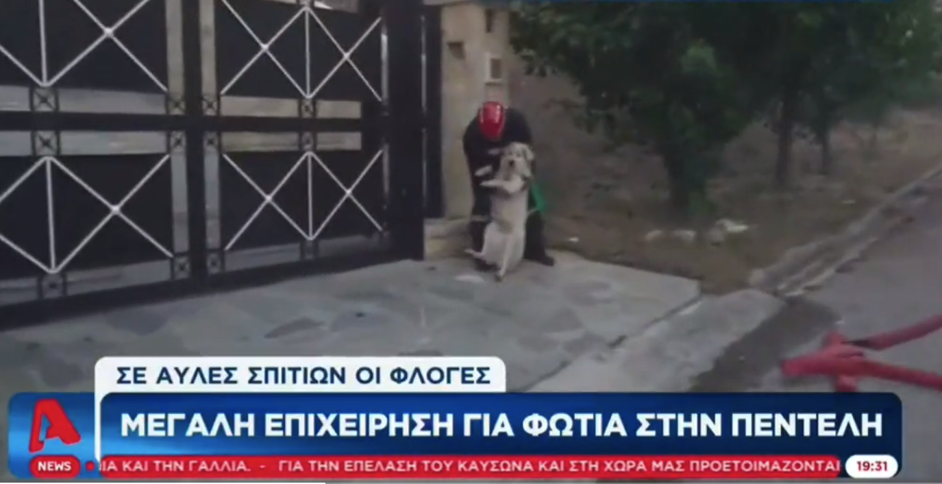 Συγκλονιστικό βίντεο από το Ντράφι: Εθελοντής σώζει σκύλο από σπίτι – Είχε ακούσει γαβγίσματα (Video)