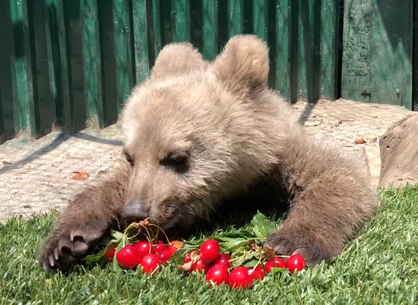 Ο Θωμάς ο «Survivor», το ορφανό αρκουδάκι μεγάλωσε είναι υγιής και τρώει κεράσια (Video)