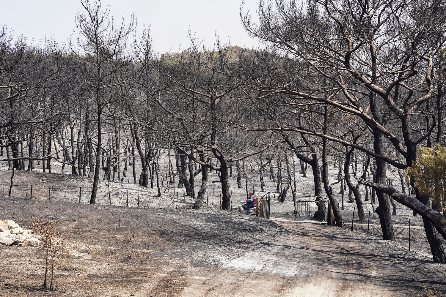 Τρομερή οικολογική καταστροφή: Πάνω από 25.000 στρέμματα έχουν ήδη καεί στη Δαδιά