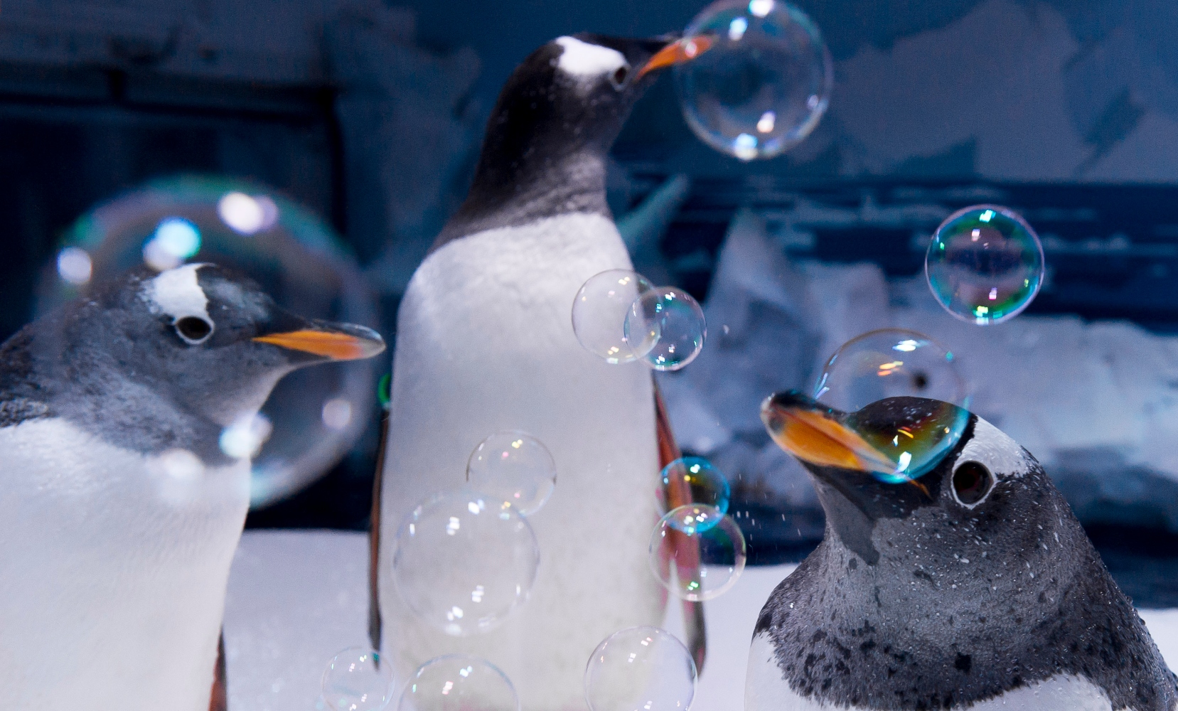 Επανάσταση πιγκουίνων σε ενυδρείο: Αρνούνται να φάνε την φθηνή τροφή που τους δίνουν λόγω πληθωρισμού