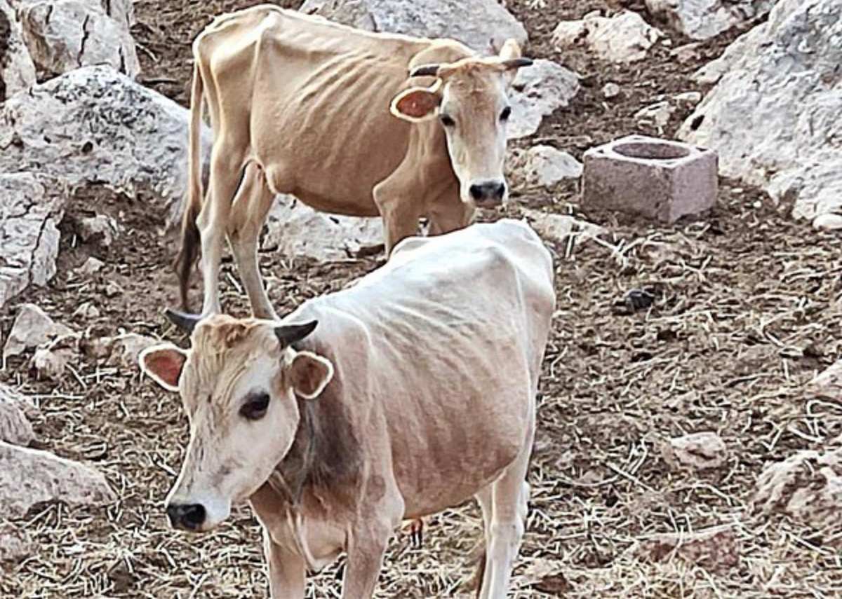 Εικόνες ντροπής στη Θεσπρωτία: Σκελετωμένες αγελάδες πεθαίνουν από ασιτία