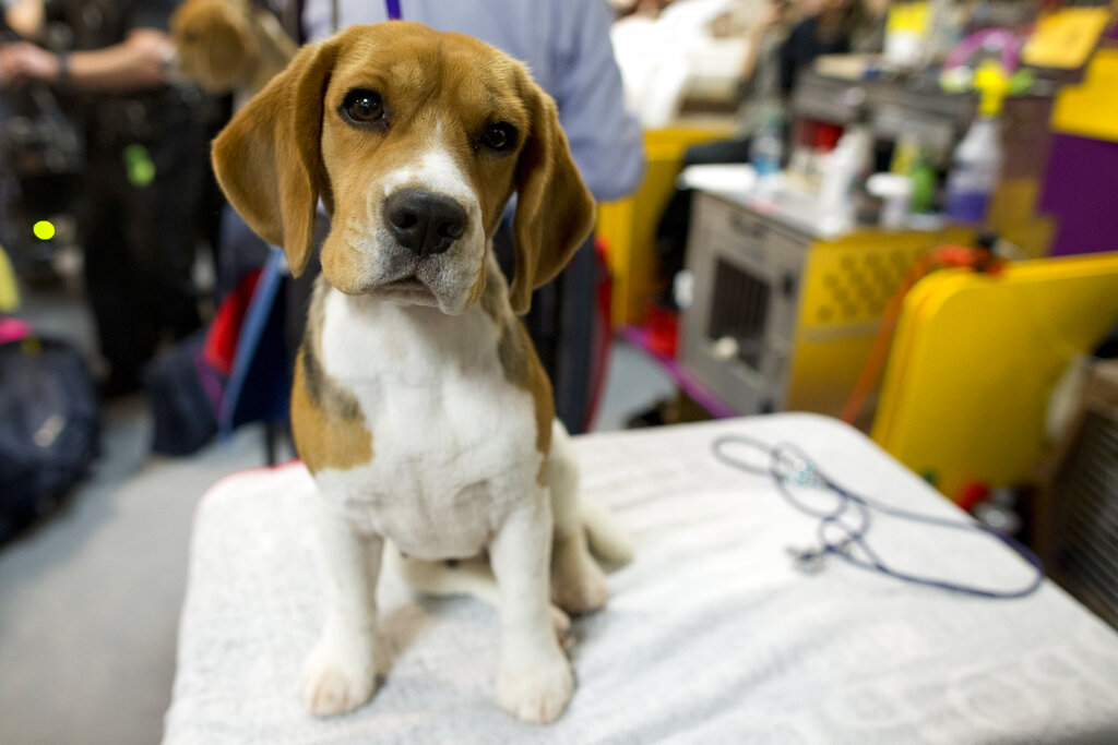 Διέσωσαν 4.000 σκυλιά beagle που προορίζονταν για πειραματόζωα