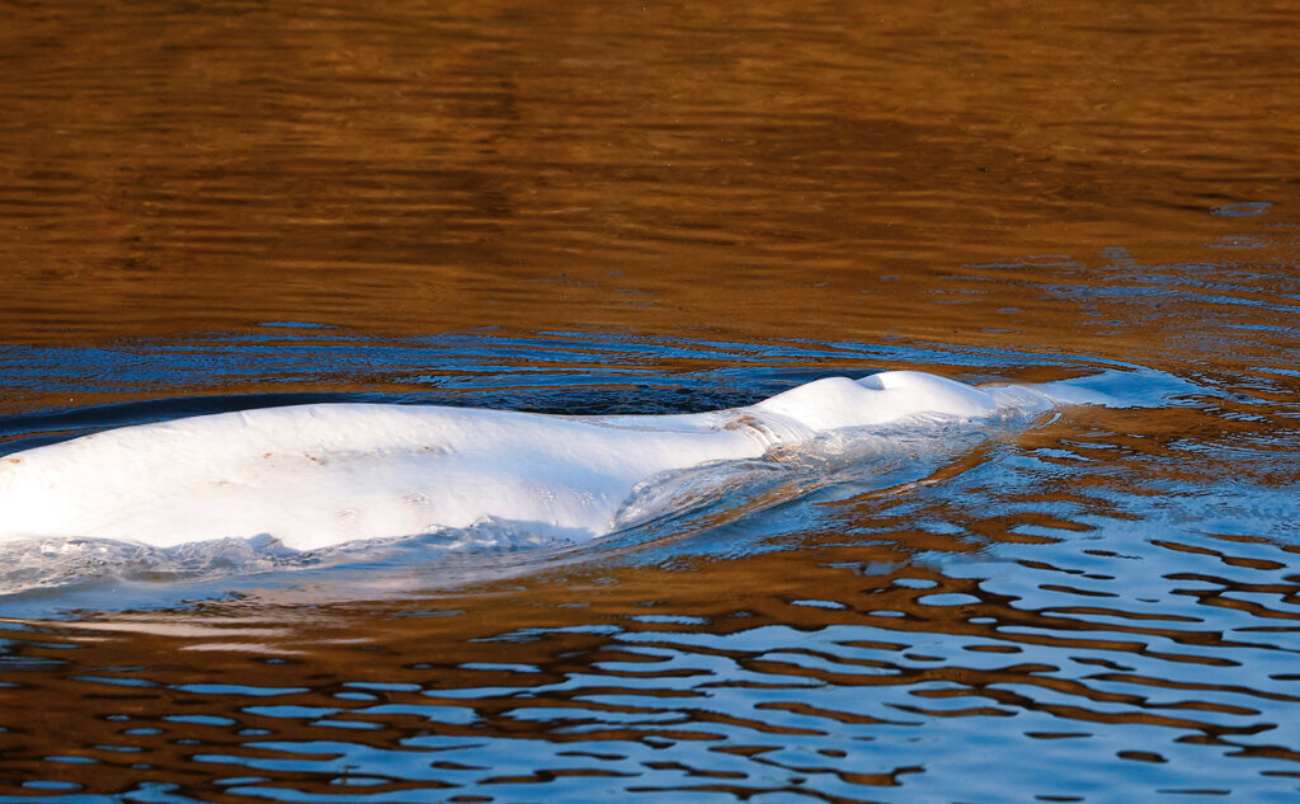Γαλλία: Πέθανε η φάλαινα Μπελούγκα που είχε παγιδευτεί στα νερά του Σηκουάνα