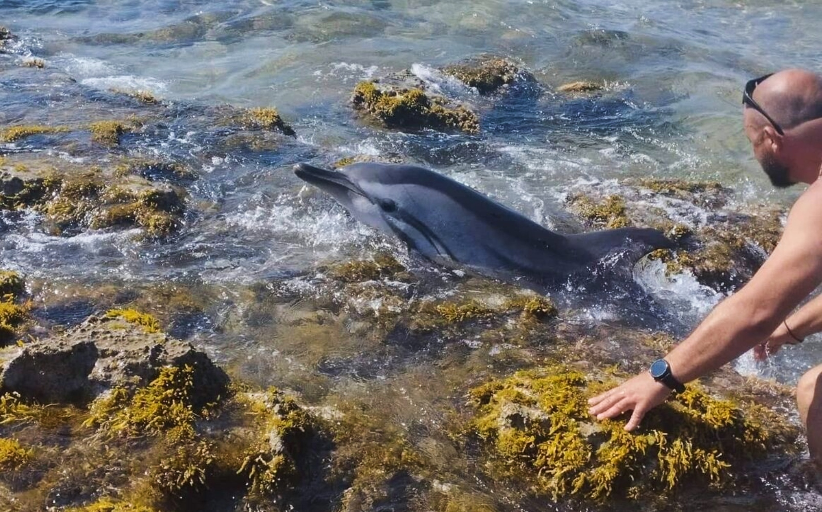 Δελφίνι που έχασε τον προσανατολισμό του, ξεψύχησε παρά τις προσπάθειες λουομένων να το σώσουν