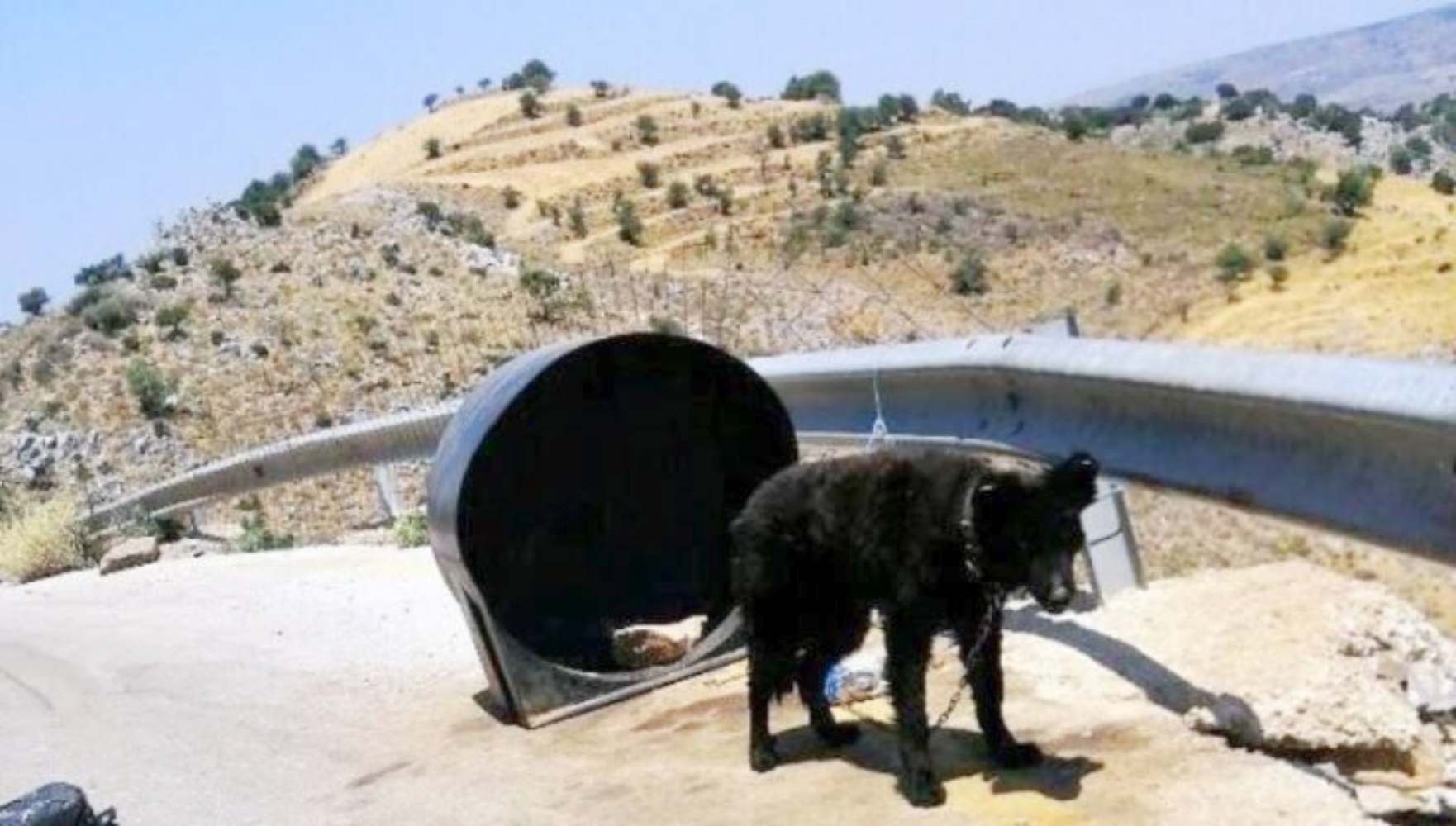 Κτηνωδία: Άφησε σκυλάκι δεμένο σε ένα βαρέλι, χωρίς τροφή και νερό