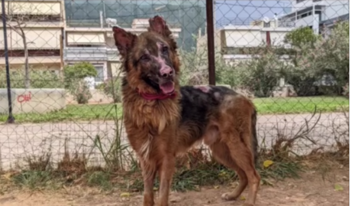 Ο σκύλος με τα πολλά εγκαύματα απ’ την φωτιά στην Πεντέλη τα κατάφερε κι αναζητά οικογένεια