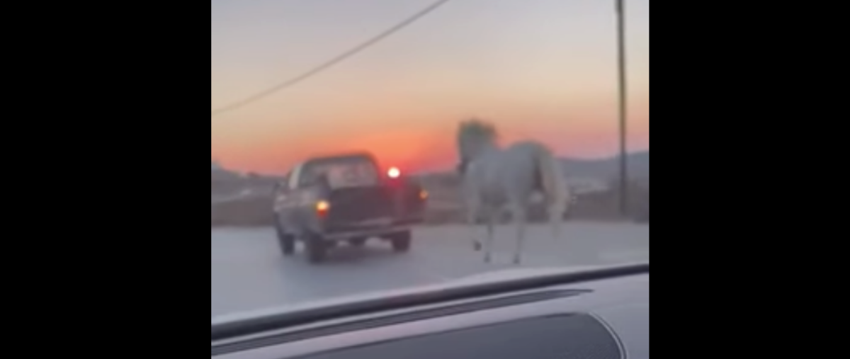 Ακόμη ένα περιστατικό κακοποίησης ζώου: Έδεσαν άλογο σε αγροτικό και το έσερναν