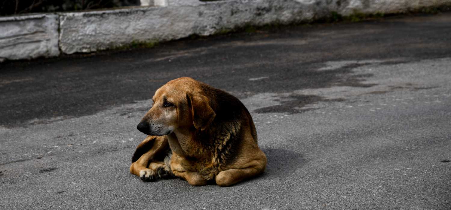 Πάτρα: Κακοποίηση ζώου – Έδεσε σκύλο στο αυτοκίνητο και τον έσερνε στο δρόμο