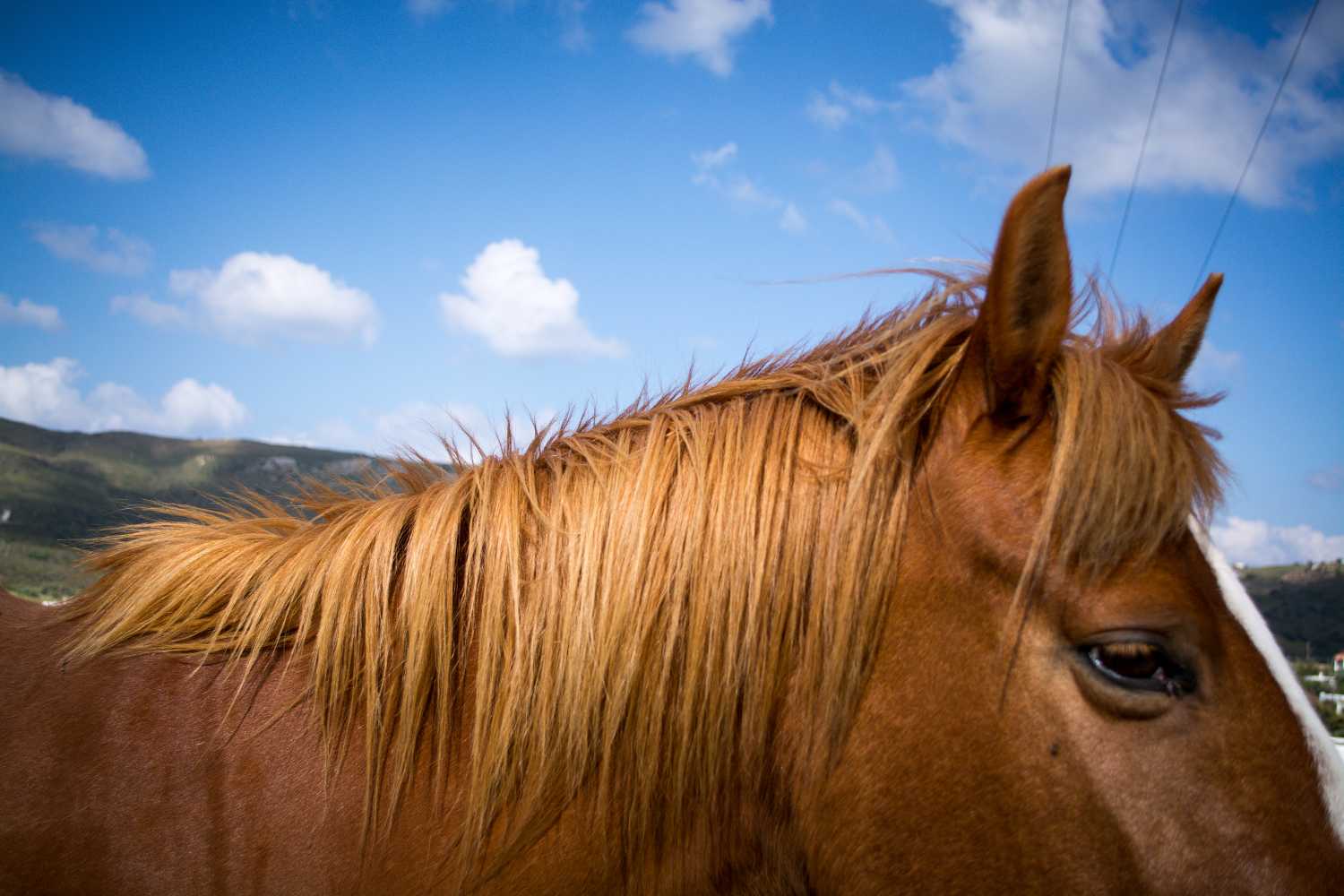 Κτηνωδία στη Χαλκίδα: Βρέθηκε νεκρό άλογο – Βασανίστηκε άγρια πριν πεθάνει