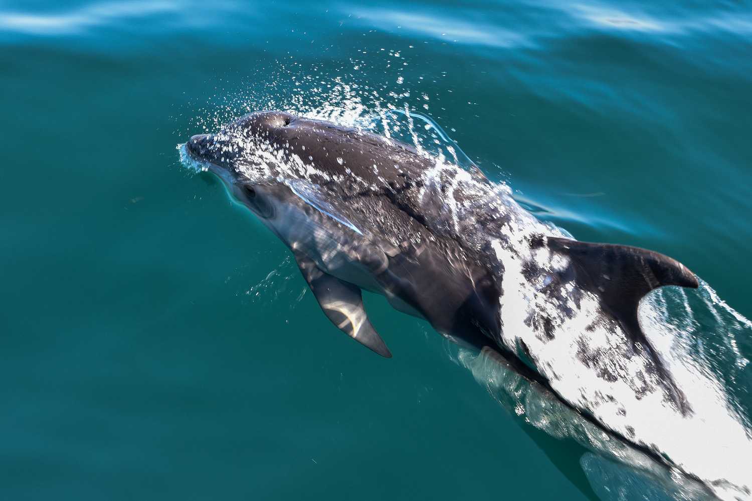 Βάναυση δολοφονία δελφινιού στην Κάρπαθο – Το πυροβόλησαν δύο φορές, σύμφωνα με καταγγελία