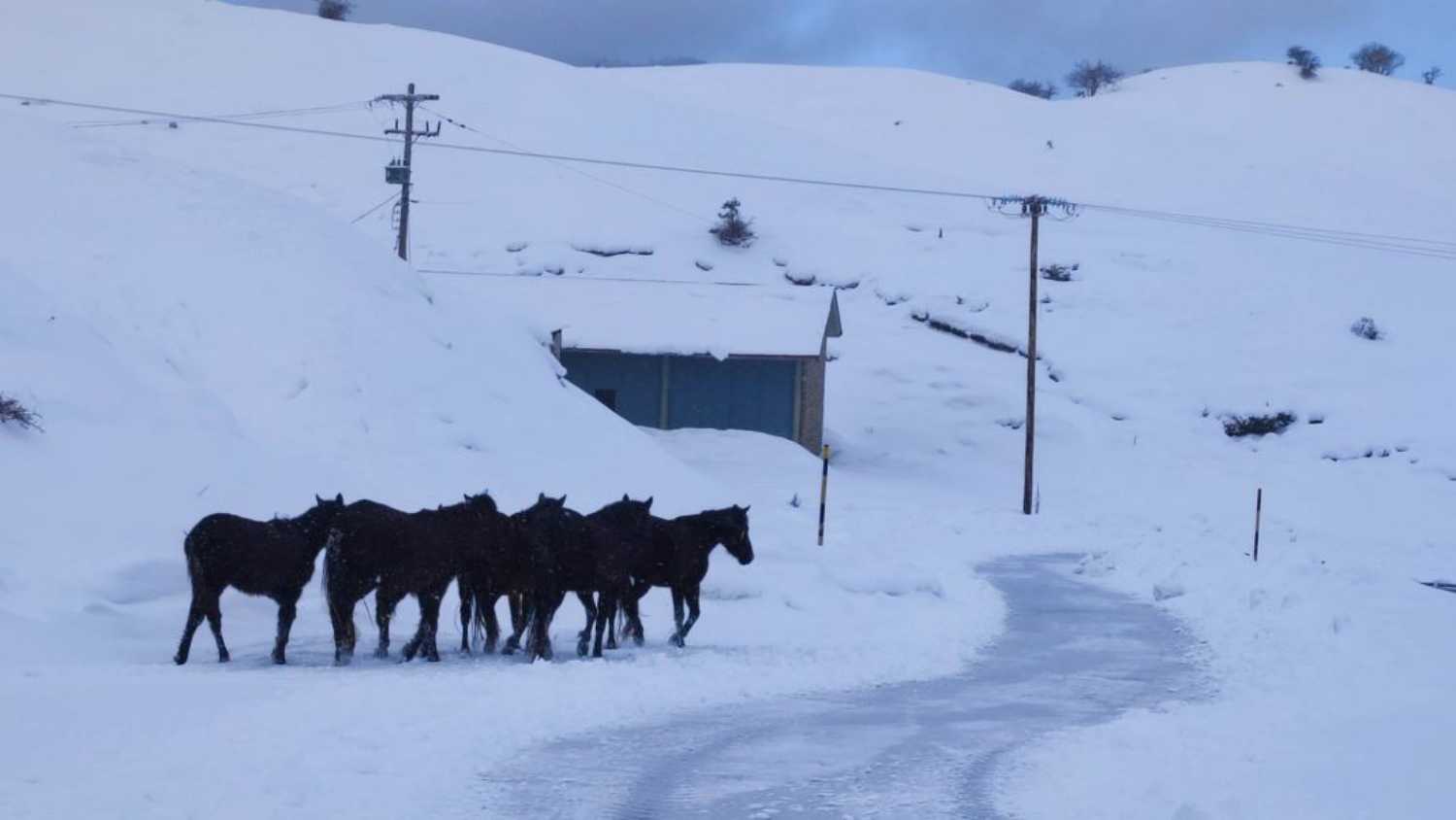 Μέτσοβο: Άγρια άλογα έψαχναν τροφή μέσα στα χιόνια