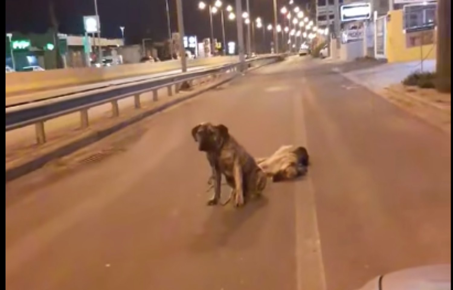 Σπαρακτικό βίντεο: Σκύλος υπερασπίζεται τον χτυπημένο φίλο του & δεν τον εγκαταλείπει