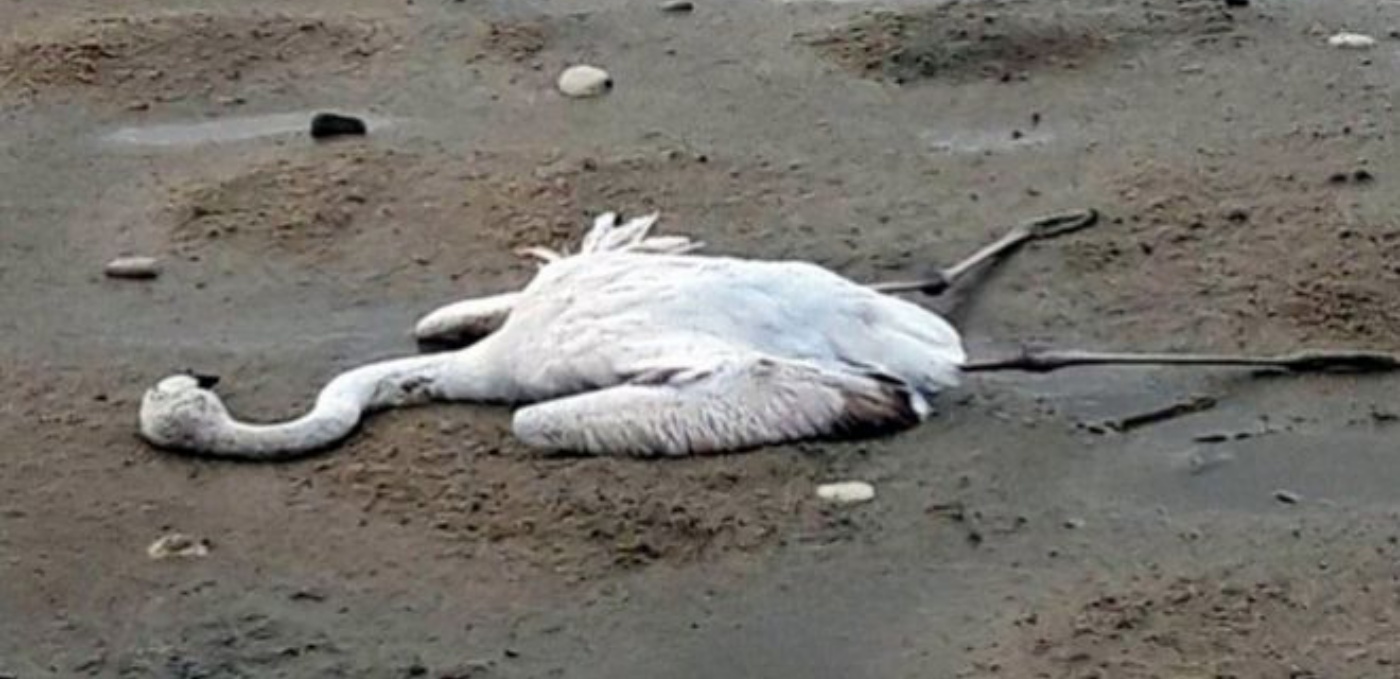 Πώς πέθαναν φλαμίνγκο στο Μεσολόγγι μαζί με άλλα σπάνια πουλιά;