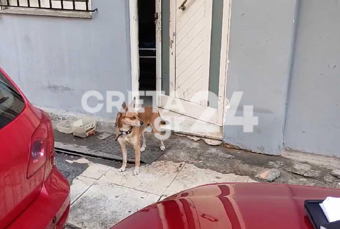 Χανιά: Σπαρακτικές εικόνες με σκύλο να περιμένει τον νεκρό κηδεμόνα του