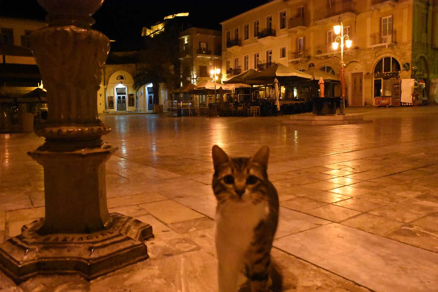 Θεσσαλονίκη: Συνελήφθη 64χρονοςπου κλώτσησε αδέσποτη γάτα
