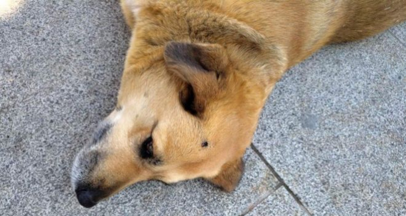 Οργή στις Σέρρες: Έσβησε το τσιγάρο του στο κεφάλι αδέσποτου σκύλου