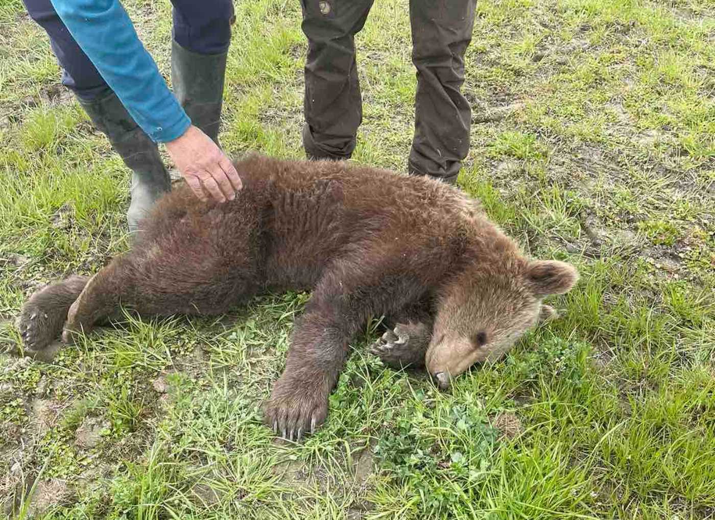 Πρέσπες: Αρκουδάκι πιάστηκε σε παράνομη παγίδα για αγριογούρουνα