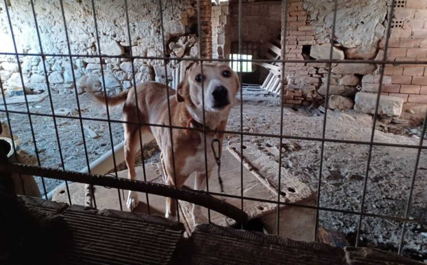Εικόνες ντροπής στα Χανιά: Ζώα δεμένα, υποσιτισμένα και σε άθλιες συνθήκες