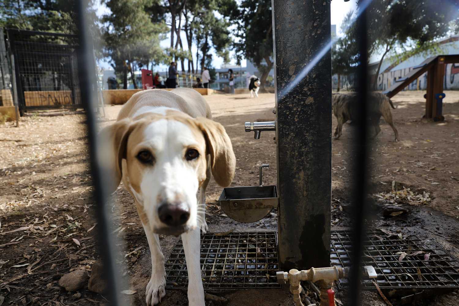 Οργή: Έριξαν καυστικό υγρό σε αδέσποτο σκύλο στα Χανιά