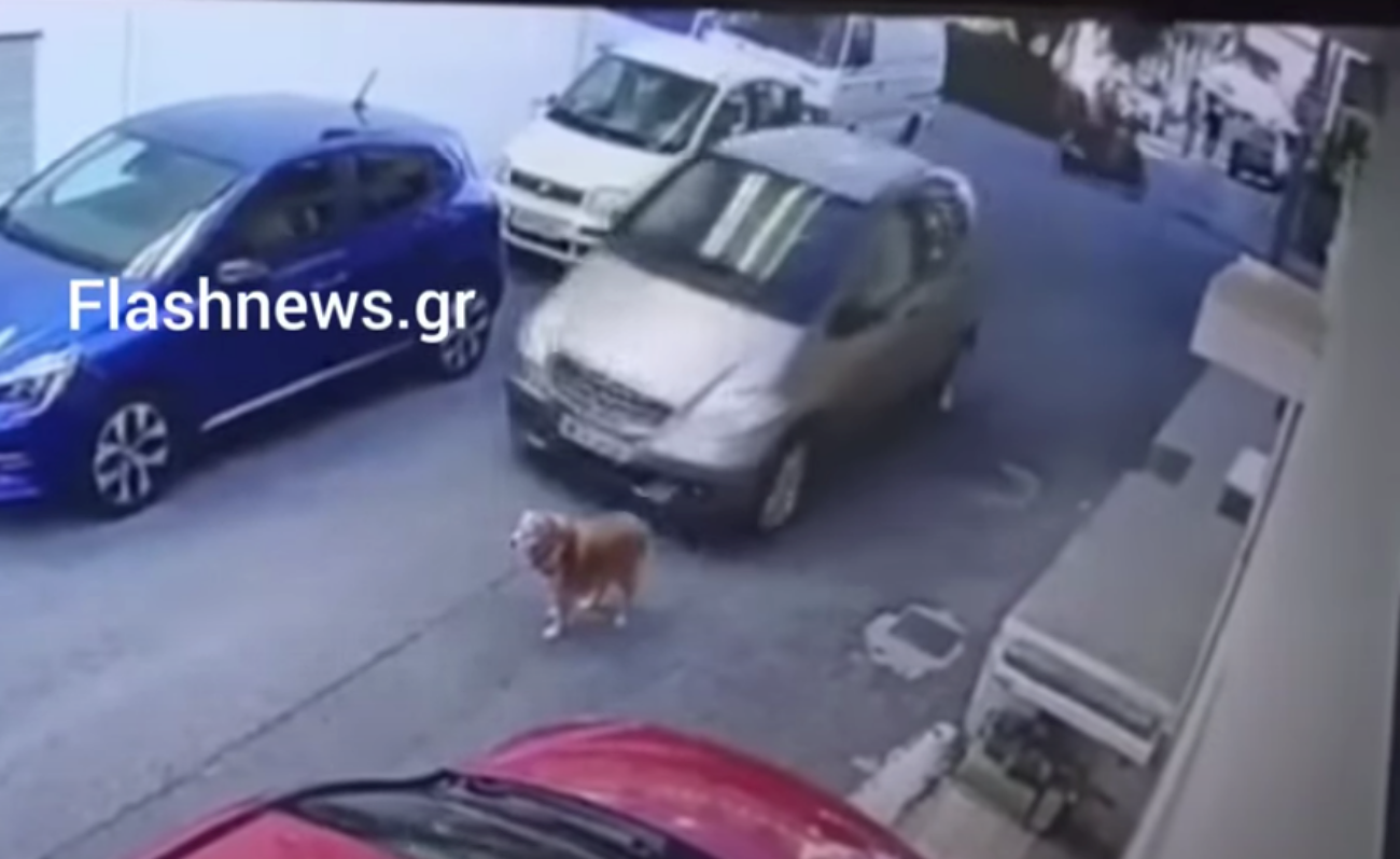 Βαναυσότητα στο Ηράκλειο: Οδηγός πάτησε εν ψυχρώ σκύλο με το αυτοκίνητο!