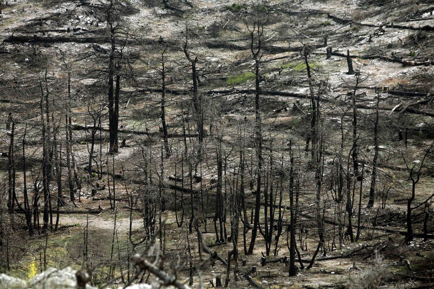 Ευθύμης Λέκκας: «Το περιβαλλοντικό σύστημα της Αττικής θα καταρρεύσει σε λίγο»