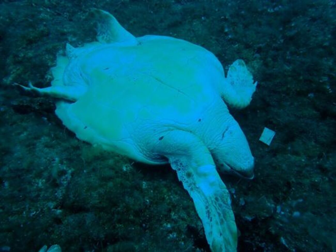 Νάξος: Καταγγελία ότι μαχαίρωσαν θαλάσσια χελώνα
