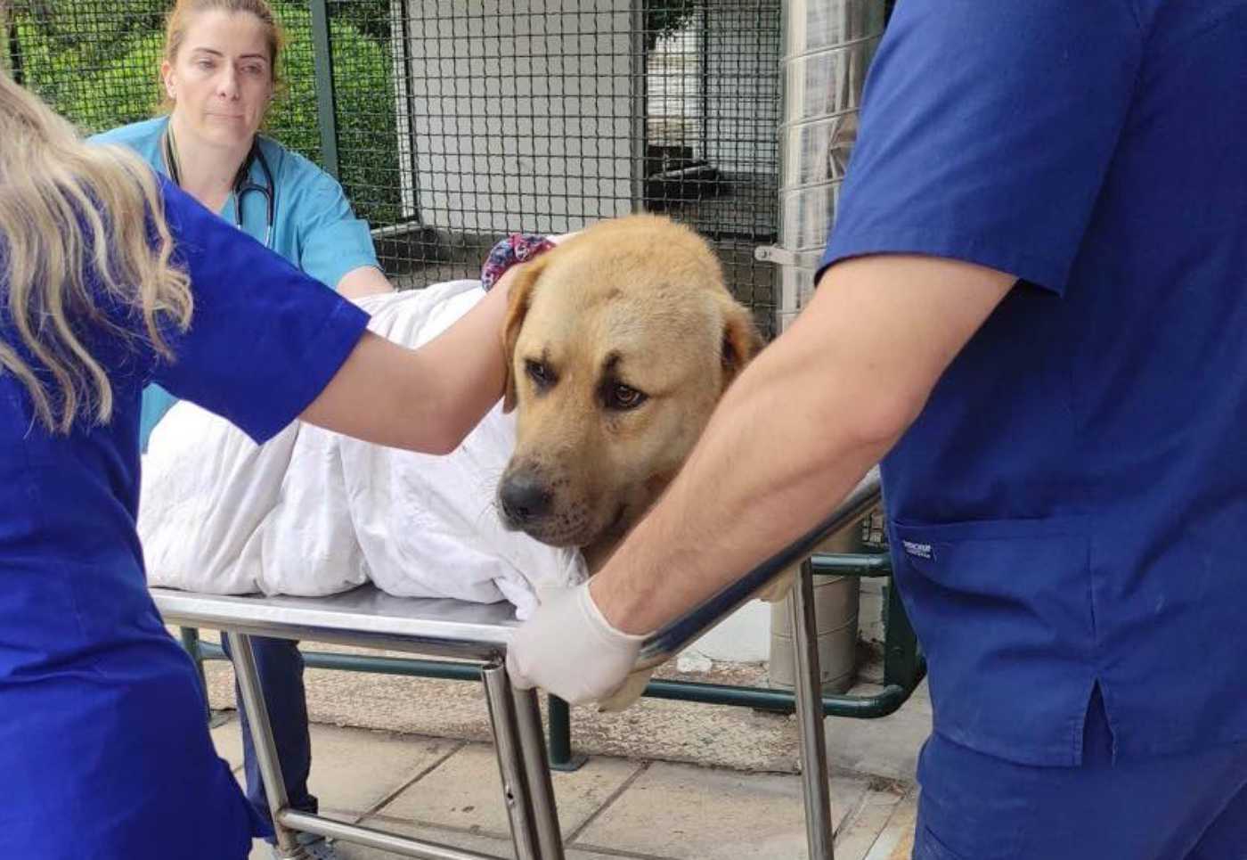 Θεσσαλονίκη: Πάτησε αδέσποτο σκύλο και τον εγκατέλειψε – Το ζωάκι έμεινε παράλυτο
