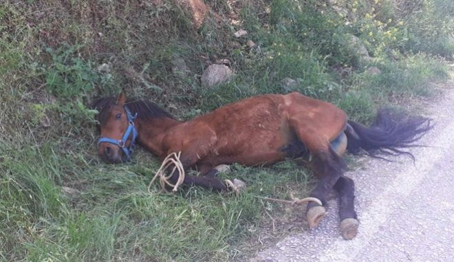 Τζιά: Άγρια κακοποίηση αλόγου-Κρεμόταν σε πλαγιά εξαντλημένο