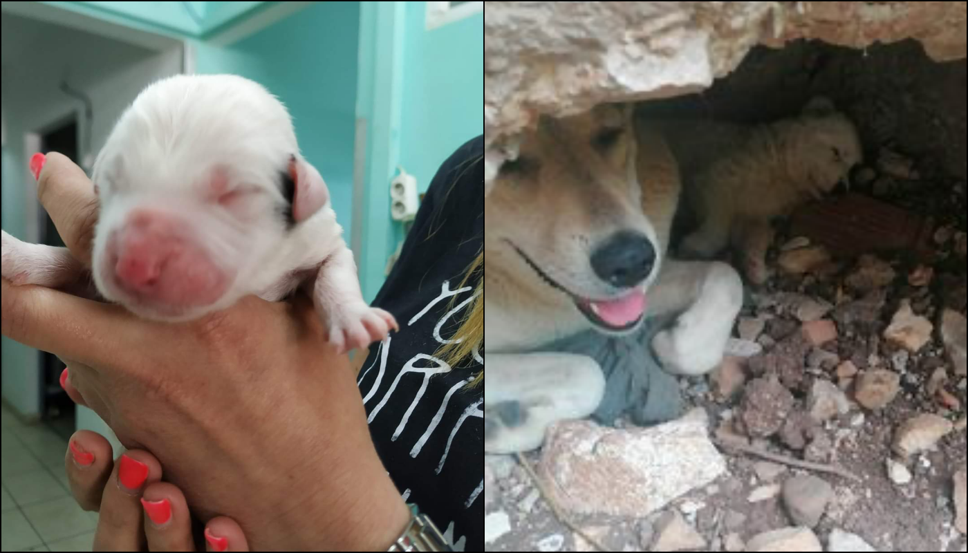 Λαμία: Αδέσποτη σκυλίτσα «υιοθέτησε» νεογέννητο κουτάβι που είχαν εγκαταλείψει