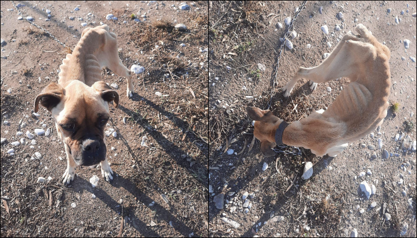 Εικόνες φρίκης κι εγκατάλειψης: Αποστεωμένο σκυλάκι δεμένο με βαριά αλυσίδα