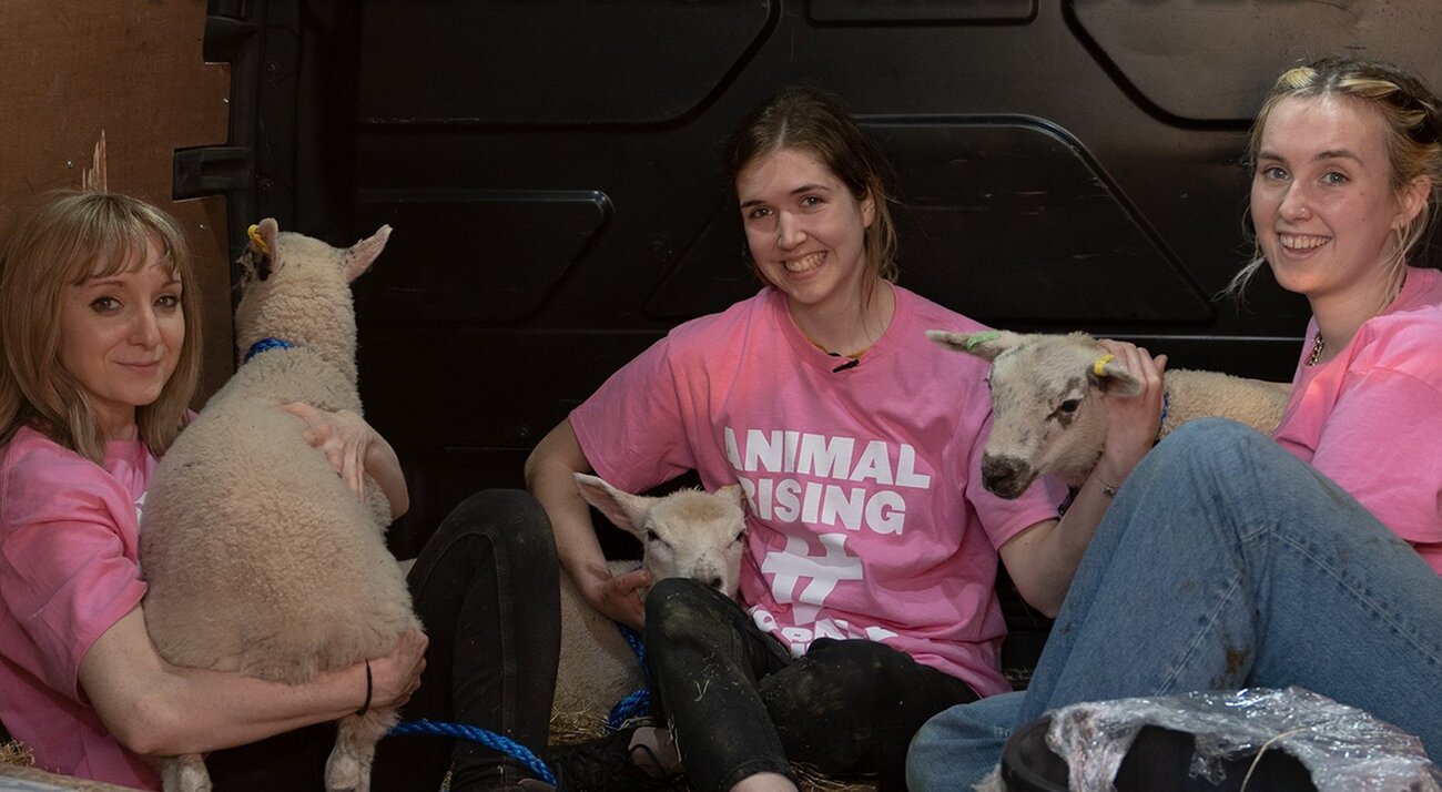 Ακτιβίστριες “έκλεψαν” τα πρόβατα του Καρόλου για να τα σώσουν από σφαγή