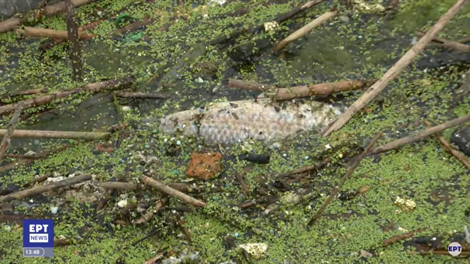 Σίνδος: Δεκάδες νεκρά ψάρια σε περιοχή Natura 2000